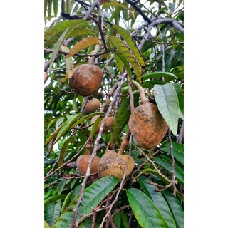 Giống Cây Nê Na