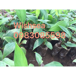 cây chuối đỏ dacca nuôi cấy mô (combo 2 cây)