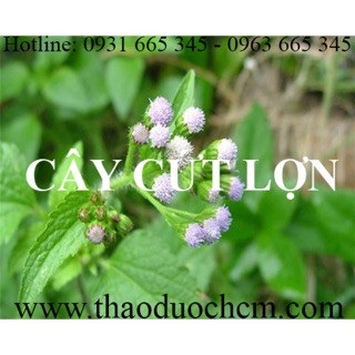 Hạt_cây con Cây cỏ hôi cứt lợn -giao hàng 7 ngày