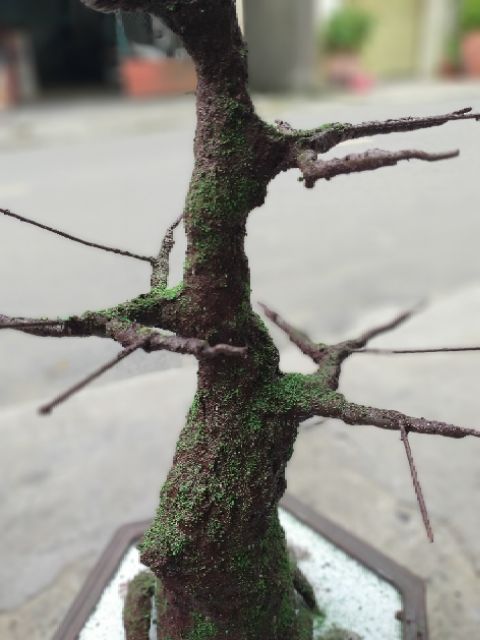 COMBO KEO LÀM THÂN CÂY BONSAI