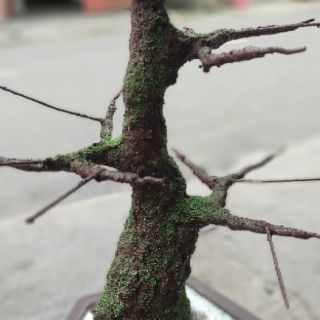 COMBO KEO LÀM THÂN CÂY BONSAI