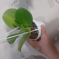 Cẩm cù lá xếp