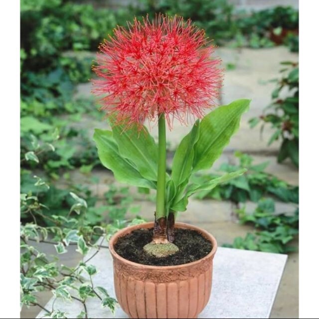Củ Hoa Hồng Tú Cầu