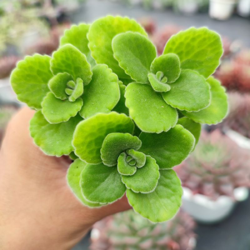 Sen đá nhất mạt hương size bé 5-7cm, xuất xứ Đà Lạt khoẻ đẹp, thích nghi mọi khí hậu, lỗi 1 đổi 1
