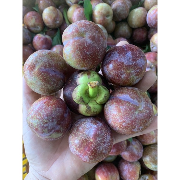 1kg Mận Hậu (mận Hà Nội) hàng bay,giao liền
