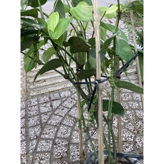 Chậu cây Tiêu chùm, Hồ Tiêu