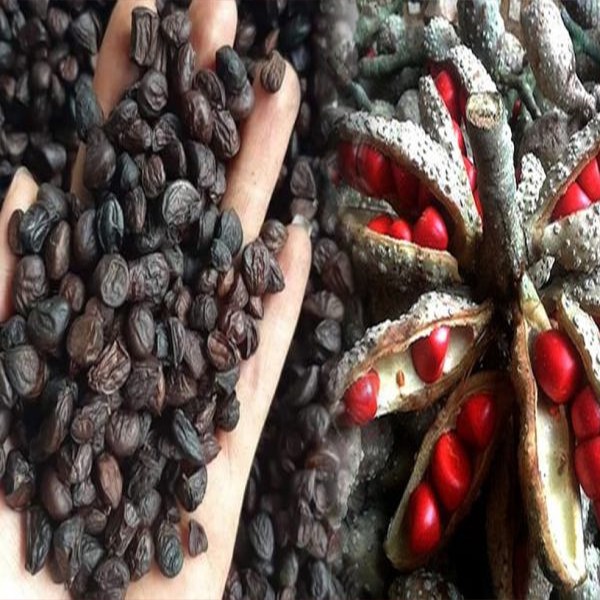 Hạt Dổi Rừng Sa Pa Loại Gia Vị Đặc Biệt Của Tây Bắc Ăn Một Lần Nhớ Cả Đời, Gia Vị Ngon Cho Mọi Nhà | BigBuy360 - bigbuy360.vn