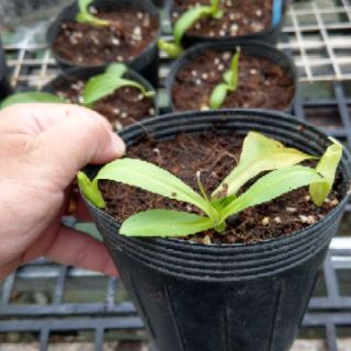 Cây nắp ấm N. Mirabilis pink