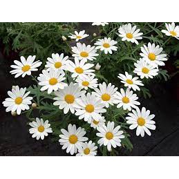 100h Hạt Giống Hoa Cúc Họa Mi Marguerite 50cm - TaNe Garden