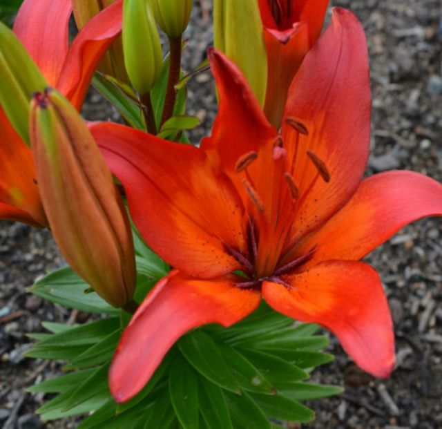 Củ hoa ly lùn màu đỏ tươi