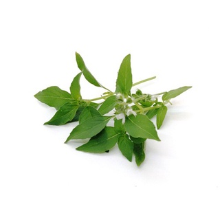 Hạt húng chanh ~ Húng chanh ~ Loại lá nhỏ, hương chanh đậm 100h