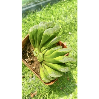 Sen Đá Haworthia Truncata