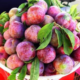 Cây giống mận hậu