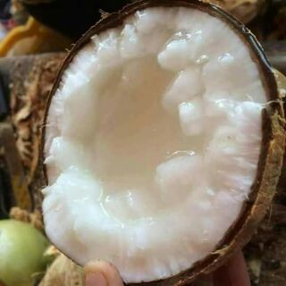 Dừa sáp cầu kè trà vinh!!!