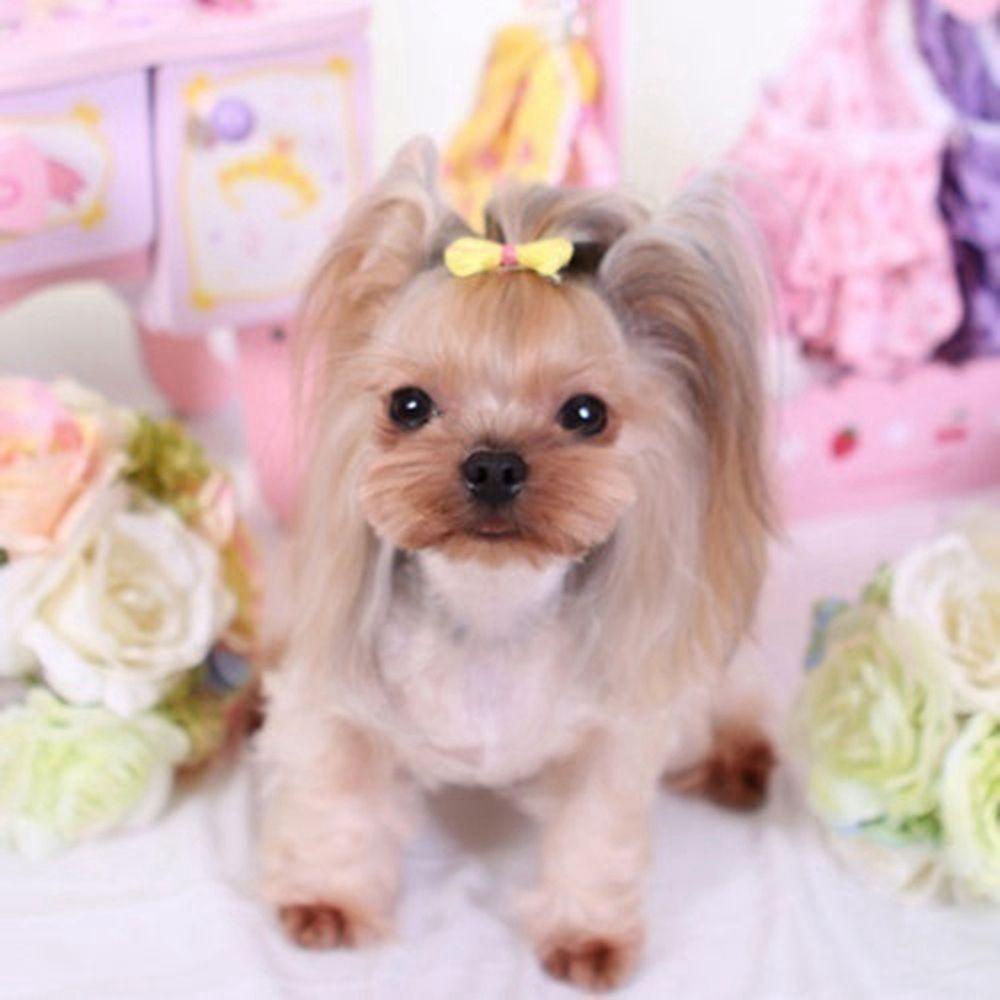 GIOVANNI Kẹp Nơ Nhiều Màu Hóa Trang Cho Thú Cưng