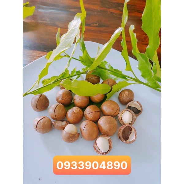 Hạt mắc ca ĐAKLAK sạch nhà trồng
