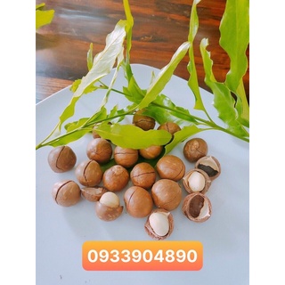 Hạt mắc ca đaklak sạch nhà trồng