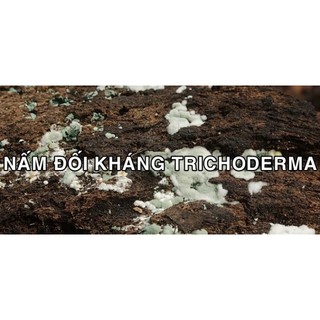 Siêu Phẩm Trichoderma Chứa Hàng Tỷ Tế Bào Nấm Đối Kháng