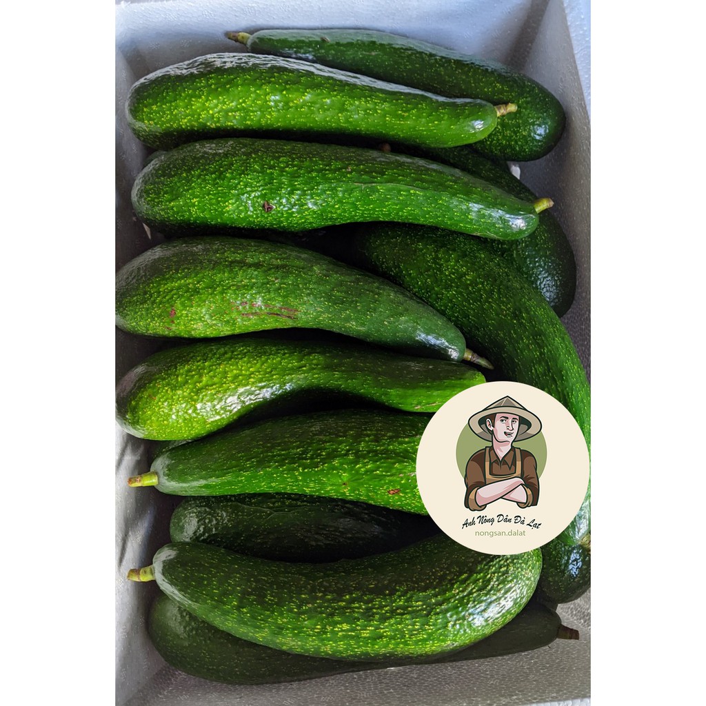 BƠ 034 - 10KG BƠ Nhà Trồng - Đặc Sản Bơ Lâm Đồng_Dẻo_Béo_Ngậy_ #bơ034 | BigBuy360 - bigbuy360.vn