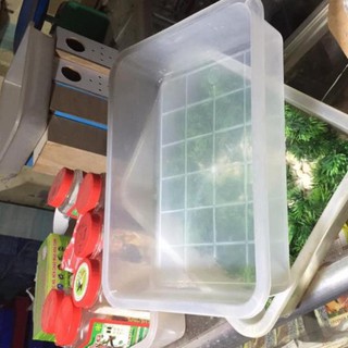 Máng tắm chim