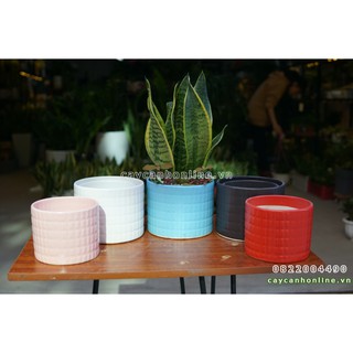 Bộ 2 chậu trụ kẻ trồng cây cảnh để bàn cây phong thủy nội thất