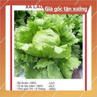 Hạt giống Xà Lách Iecgerg SIÊU NGỌT 0.2gram Hạt giống