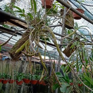 Hoa phong lan Hoàng phi hạc giò thuần vườn