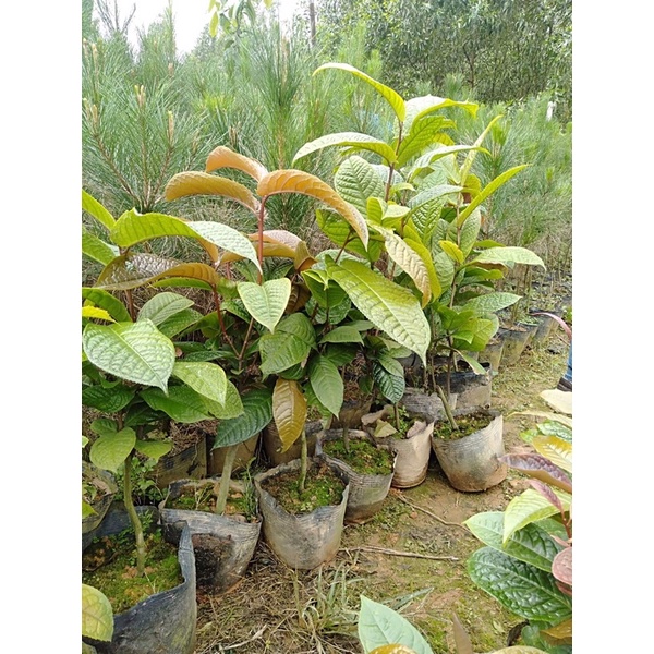 Cây trà vàng cao 60-70cm cây to đẹp, đang lộc