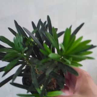 Cây vạn niên tùng