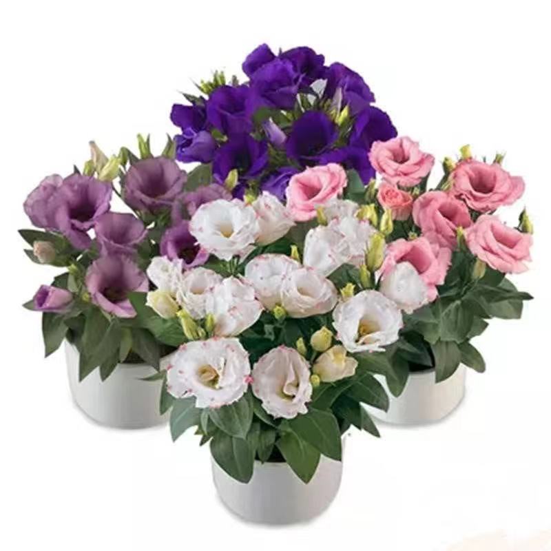 Hạt giống cánh hoa hạt giống cát tường 100 Hạt giống