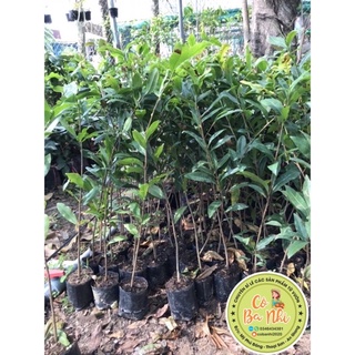 Cây mai con quấn rễ có bầu đất