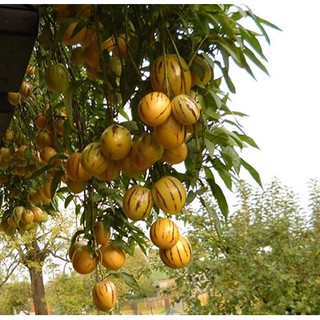 Gói 5 hạt giống dưa hấu Nam Mỹ Pepino F1 - hạt mới, nảy mầm tốt