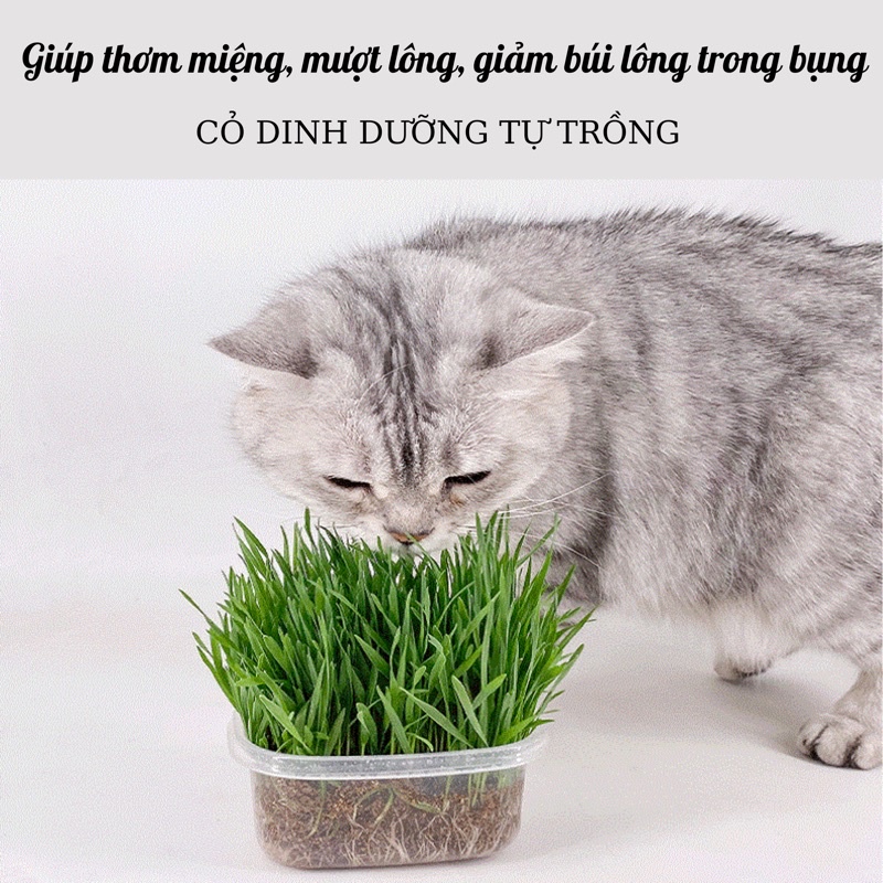 Hộp cỏ tự trồng cho thú cưng giúp tiêu hoá tốt và xả búi lông trong bụng