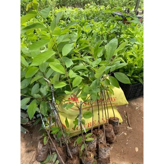 CÂY GIỐNG NA SẦU RIÊNG ( CÂY GHÉP MAU TRÁI)