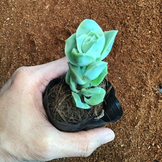 Sen hoa Hồng hà Lan nhiều cánh