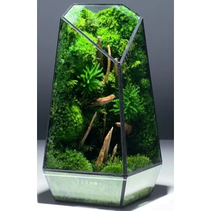 Lũa nhẹ HÀNG ĐẸP thủy sinh, terrarium