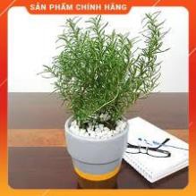 HẠT GIỐNG HOA HƯƠNG THẢO GÓI 20H