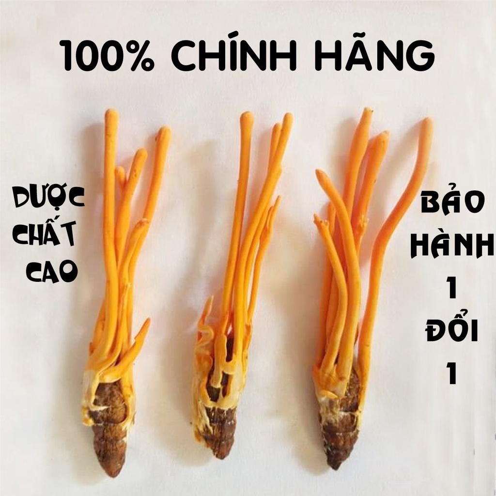 Đông Trùng Hạ Thảo Khô Nhộng Tằm Nguyên Con Sấy Thăng Hoa Loại 1 không vỡ nhộng cao cấp NOCOVY