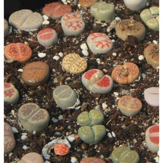 [HOT] SEN LITHOPS SIZE 0,5-3CM (SEN MÔNG; THẠCH LAN) / SEN ĐÁ SIÊU DỄ TRỒNG, NHANH LỚN