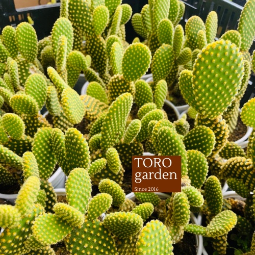 Xương rồng tai thỏ kèm chậu Đà Lạt size trung bình cây cảnh trang trí nhà cửa Toro garden