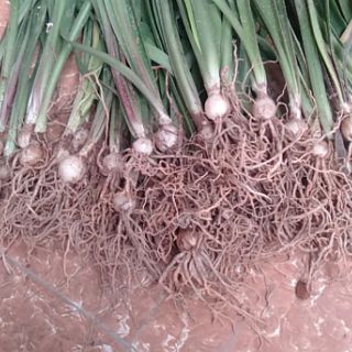 củ lan huệ đỏ kép siêu khỏe đẻ nhiều