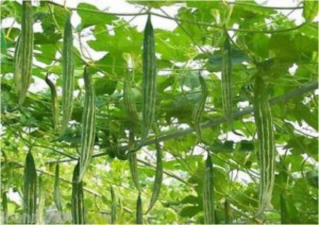 HẠT GIỐNG LẶC LÀY  5gr