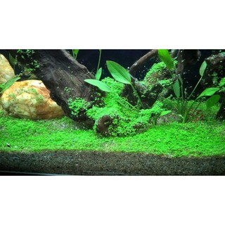 Hạt Giống Chân Châu Trồng Bể Thủy Sinh