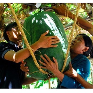Hạt giống Bí đao khổng lồ (tặng gói Kích nẩy mầm và Hướng dẫn)