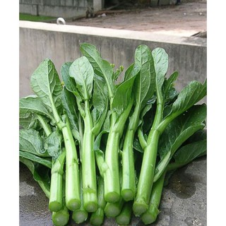 Combo 2  gói hạt giống cải ngòng