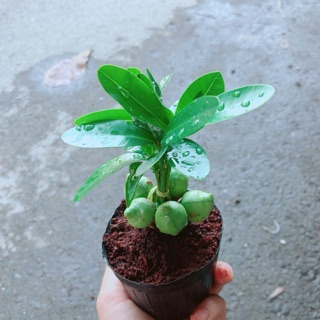 Cây May Mắn