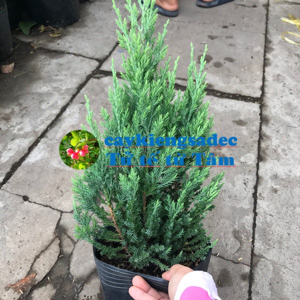 Caykiengsadec-Cây sơn tùng-tặng phân bón-hoa kiểng lá-trang trí nội thất cảnh quan sân vườn ngoài trời