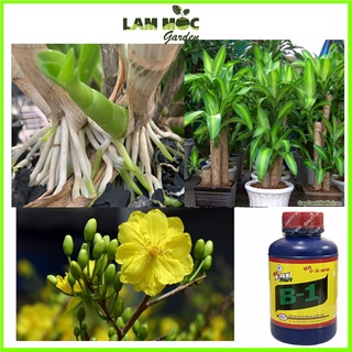 Phân Bón Lá - Vitamin B1 Thái - Chai 100ml