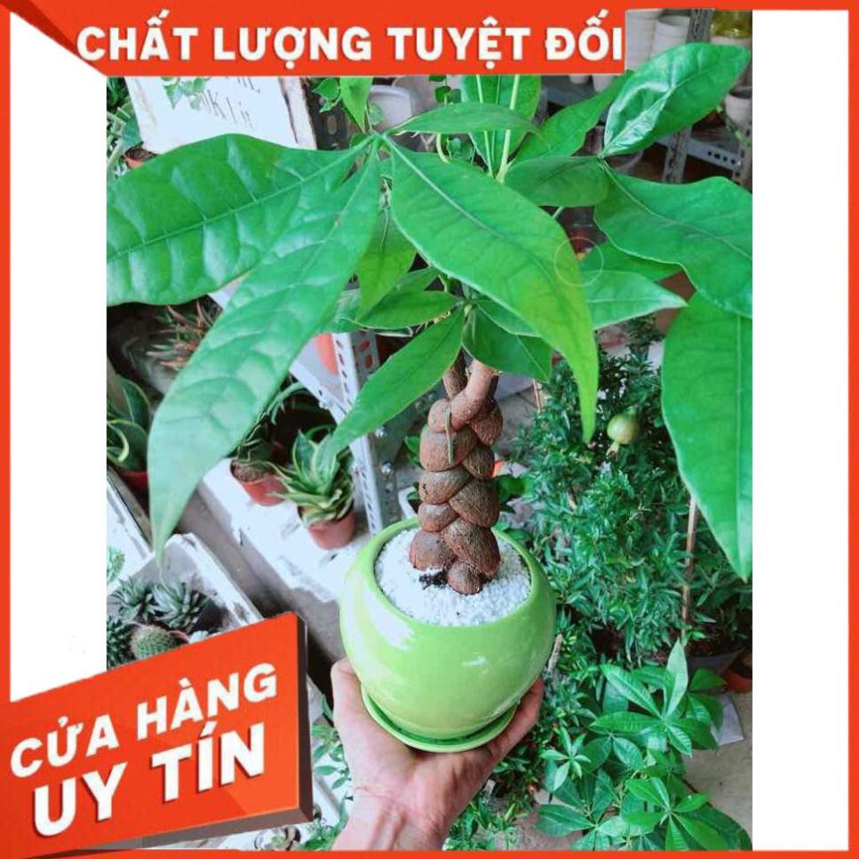 Chậu kim ngân thắt bím 3 thân Nhiều Người Mua