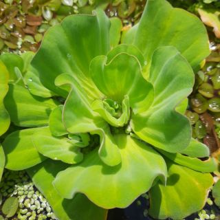 Bèo Hoa Hồng - ☘️[ 1 Phần 1 Bèo Lớn ] - Khử Ni tơ , làm sạch nước 🌿